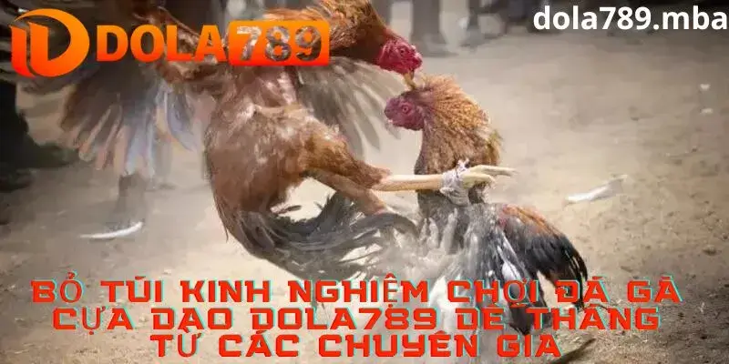 Bỏ túi kinh nghiệm đặt cược đá gà trực tuyếnA